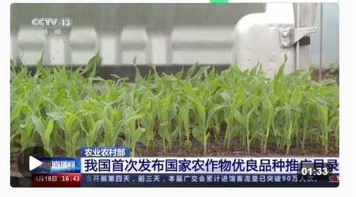 種業(yè)振興行動(dòng)扎實(shí)推進(jìn)，今年農(nóng)作物種子供給充足保障糧食安全