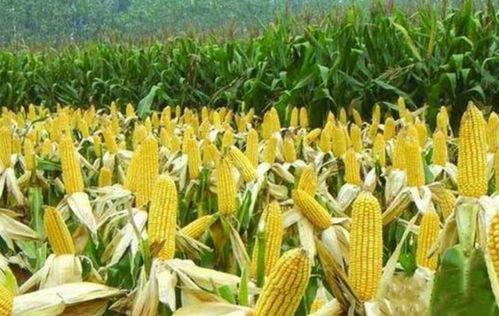 提升自主育種能力，筑牢糧食安全根基——農業農村部加大農作物與畜禽良種攻關