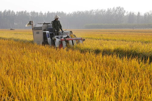 豐收背后的力量 2020年全國糧食產量達13390億斤，農業種植與種子生產逆勢上揚