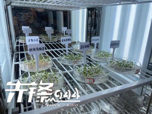 購買種子需要注意什么 來自農作物種子生產者的專業建議