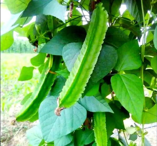 南方小眾蔬菜，北方人少見，卻全身是寶，你認識嗎？