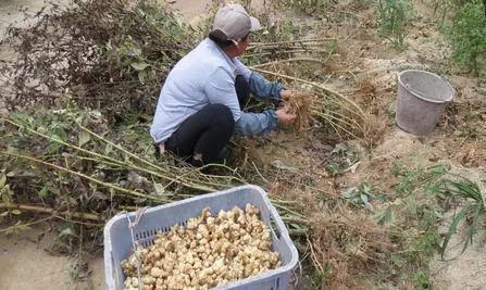 農村一類農作物 畝產2噸卻無人問津，種植難題面面觀